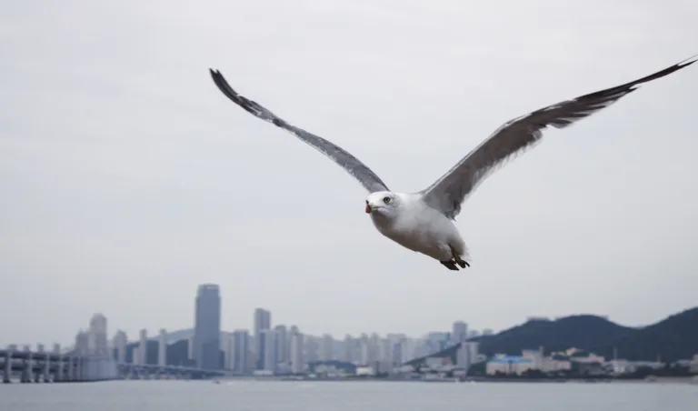 大连 海鸥