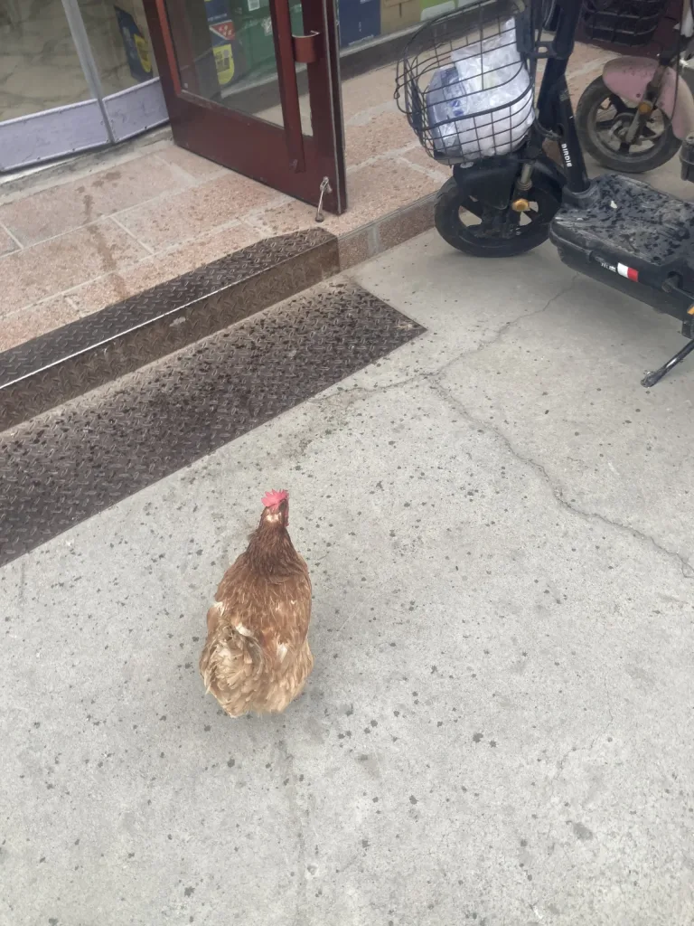 路上为什么有只鸡?