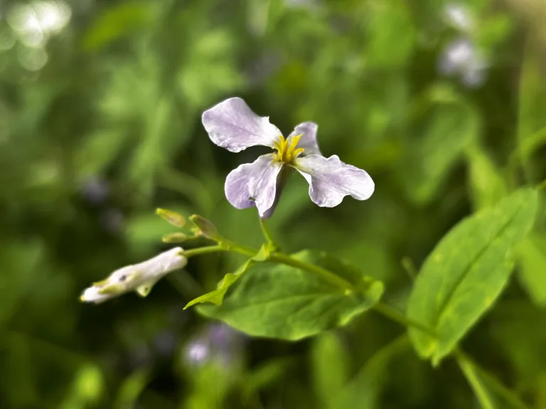 虎山 野花