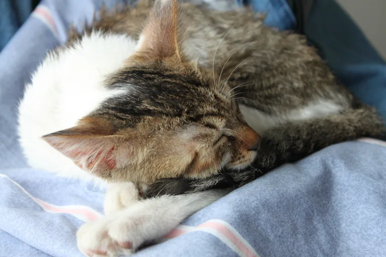 zzz