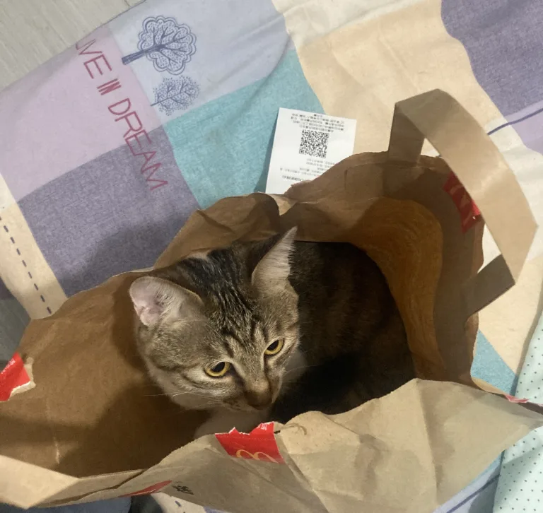 麦当劳猫