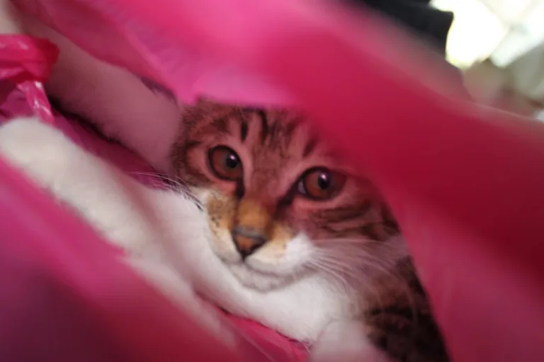 袋子里的猫